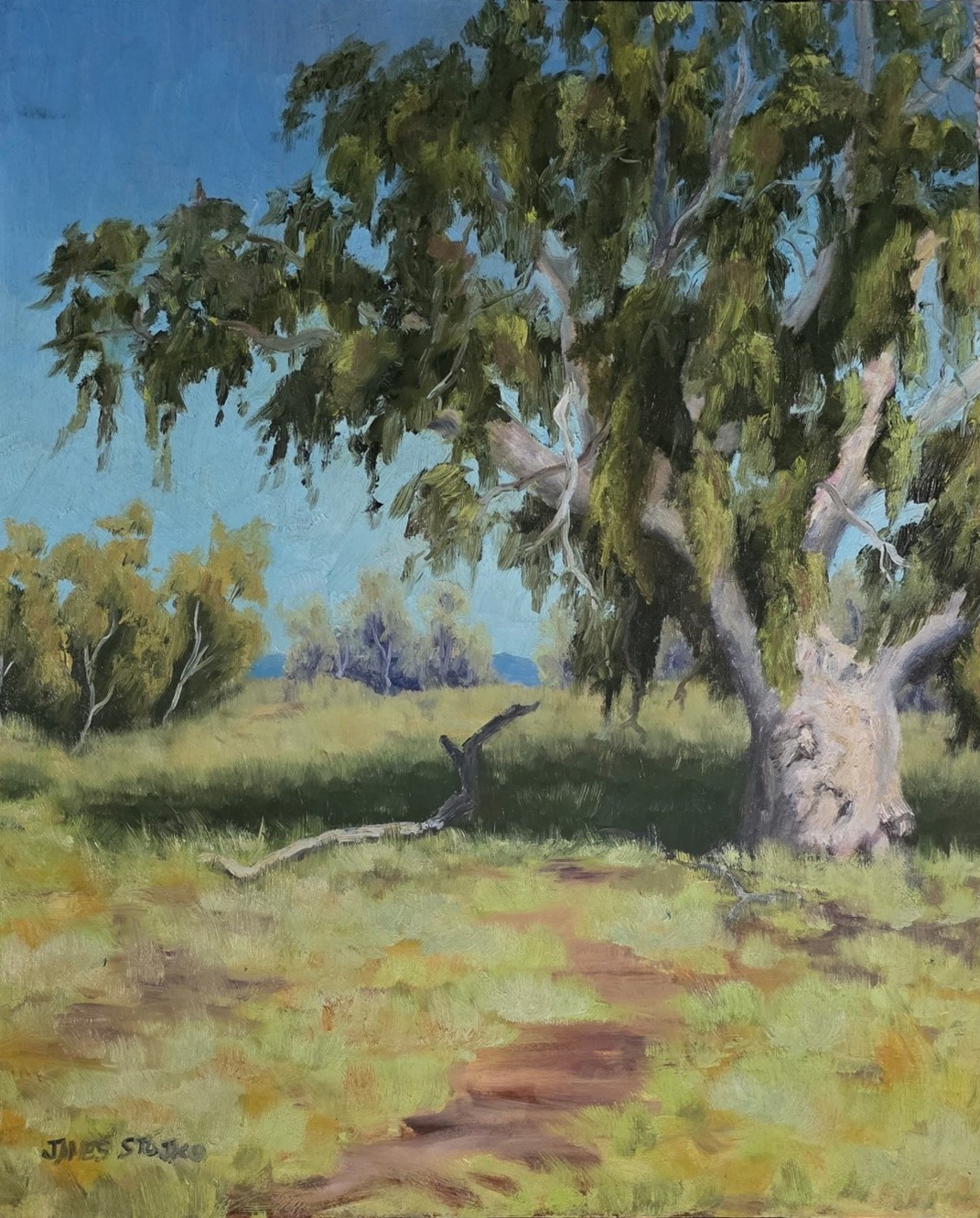 Benalla Street Swamp Gum