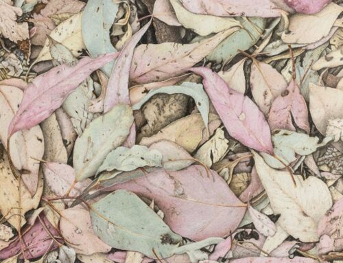 Karen Brown: Nature Up Close