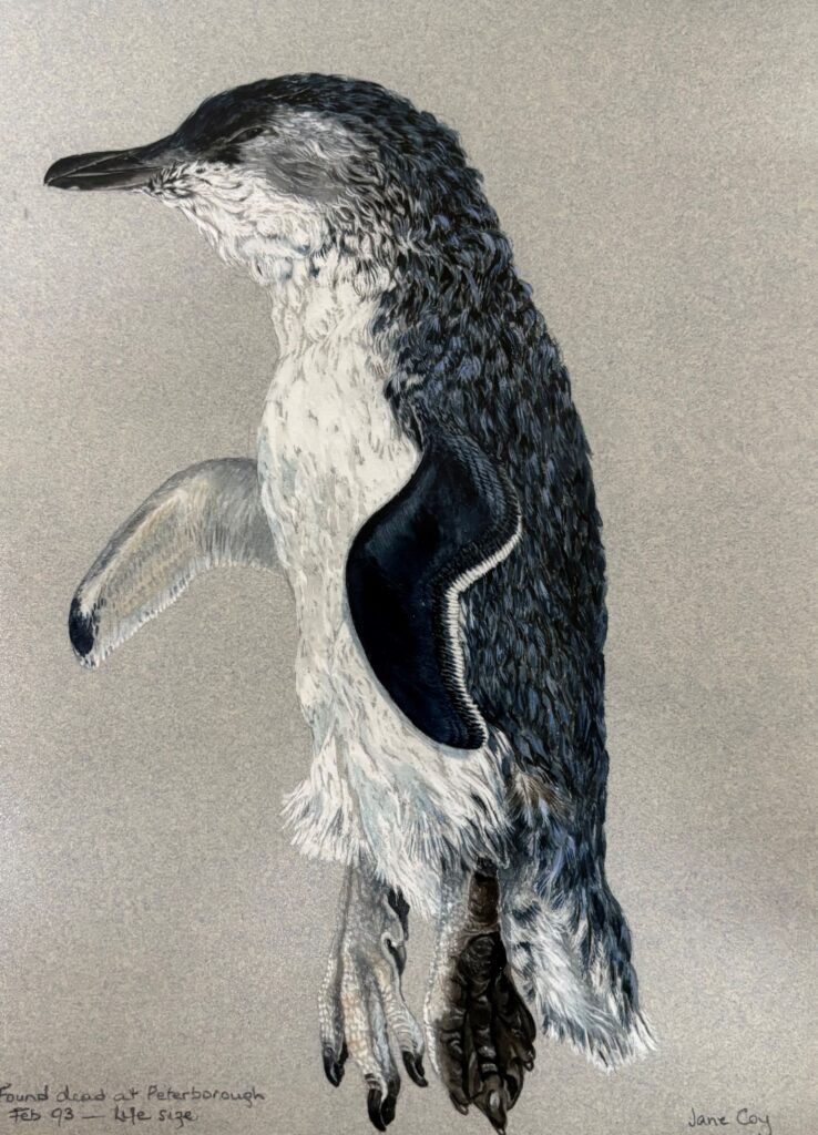 Jane COY, Fairy Penguin, found dead at Peterborough, 1993