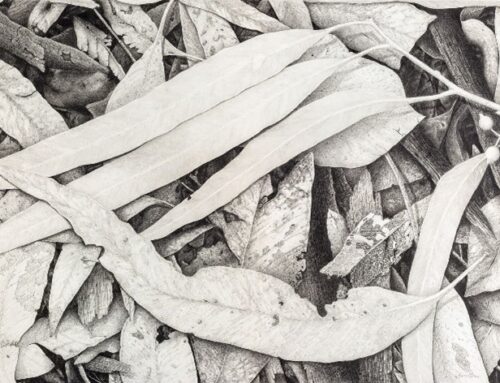 Art on Saturdays: Drawing Nature in Graphite with Karen Brown FULLY BOOKED