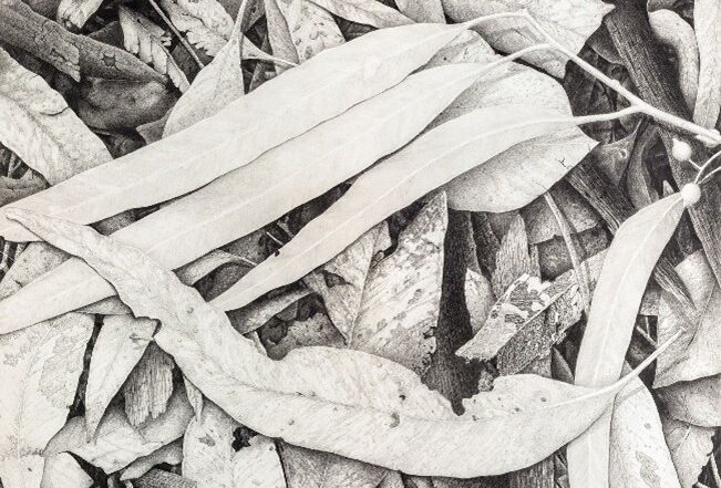 Karen BROWN, Winter 2025 Graphite Pencil