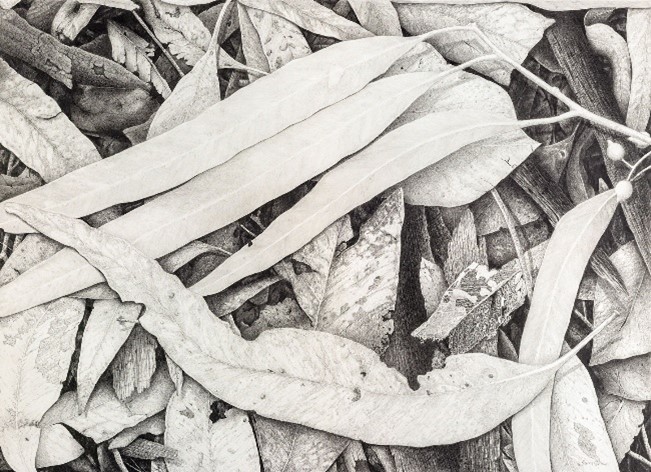 Karen BROWN, Winter 2025 Graphite Pencil
