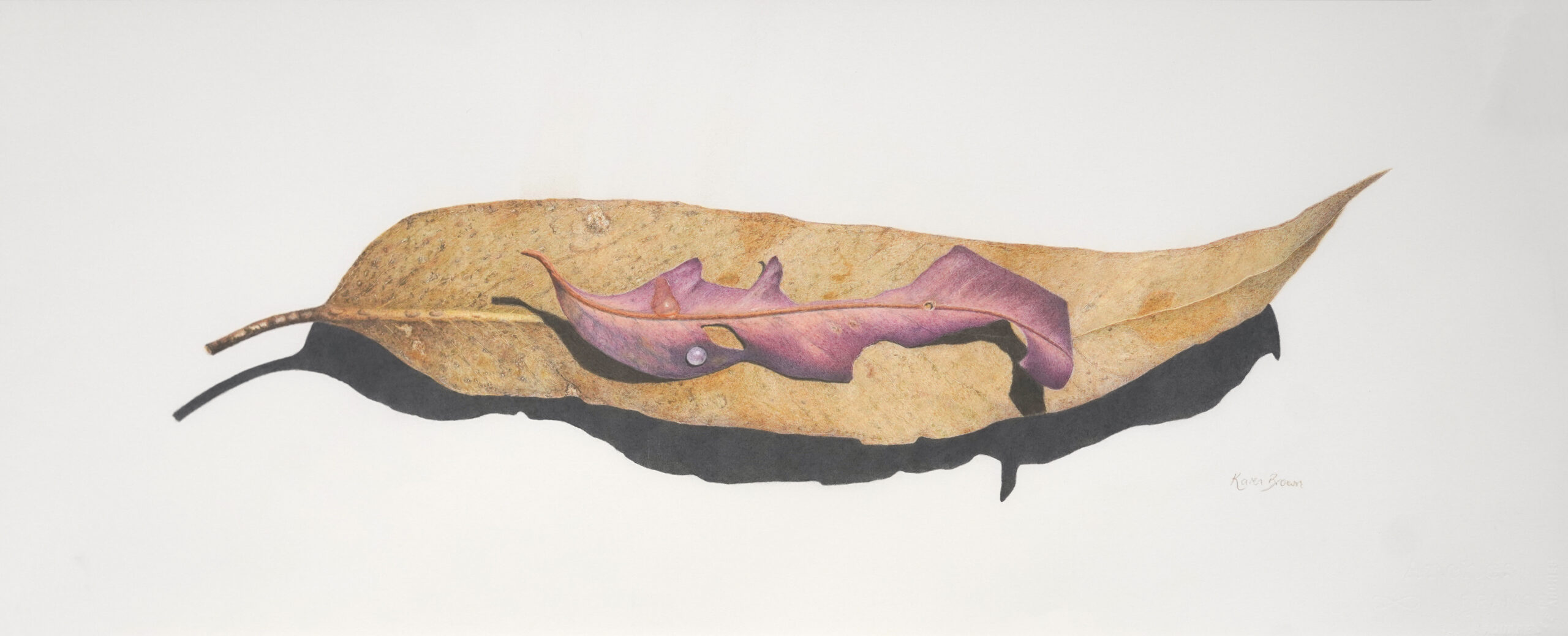 Karen Brown 'Gently Resting' coloured pencil on watercolour paper 53 x 98 cm