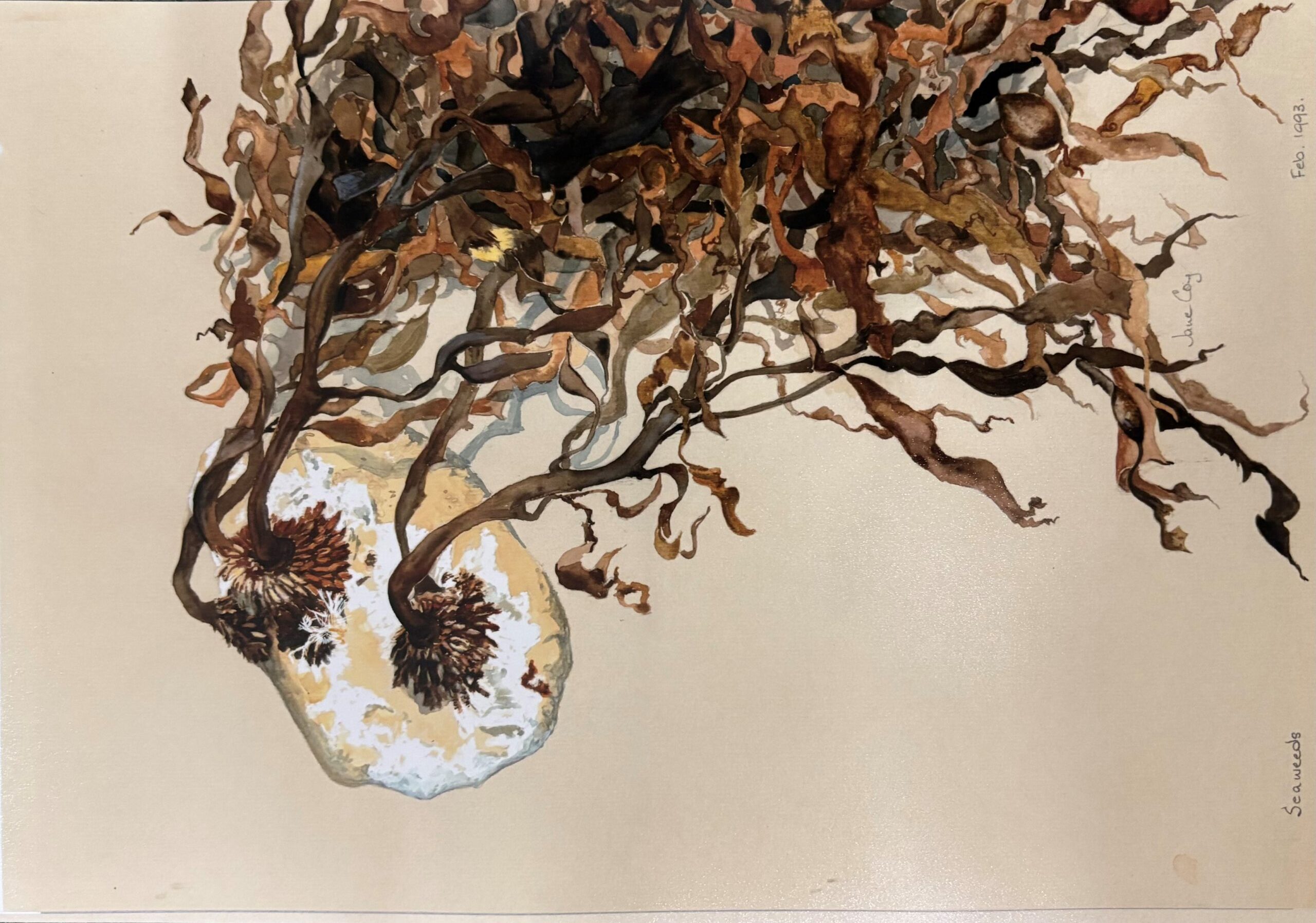 Jane COY 'Rockweed seaweed' giclee print from an original watercolour
